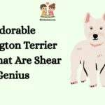Adorable Bedlington Terrier Puns That Are Shear Genius