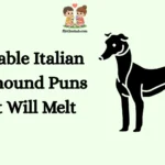 Adorable Italian Greyhound Puns That Will Melt